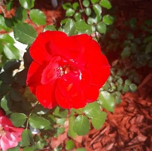 Meet your Posher, Bailey